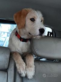 Dolcissimo cucciolo 1 anno