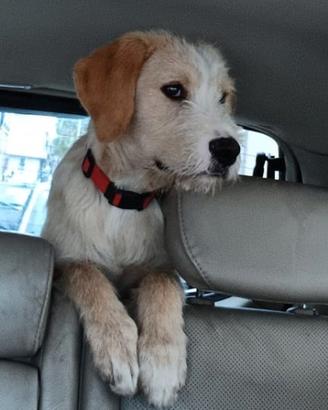 Dolcissimo cucciolo 1 anno