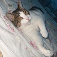Gatto Tigrone