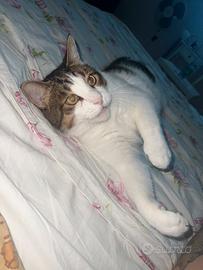 Gatto Tigrone