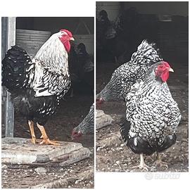 Coppia galline Wyandotte argento