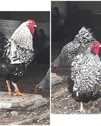 Coppia galline Wyandotte argento