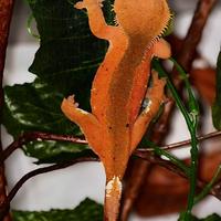 Geco ciliatus (Correlophus ciliatus)