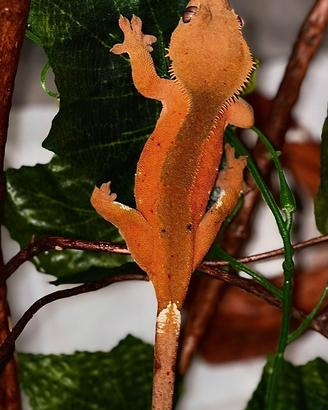 Geco ciliatus (Correlophus ciliatus)