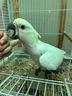 cacatua-ed-altri-pappagalli