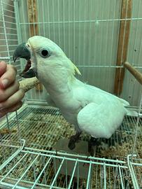 Cacatua ed altri pappagalli