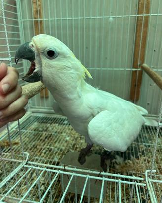 Cacatua ed altri pappagalli