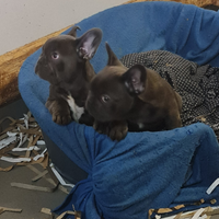 BULLDOG FRENCESE Cuccioli allevati personalmente