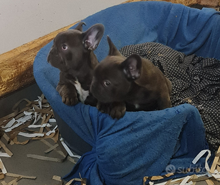 BULLDOG FRENCESE Cuccioli allevati personalmente