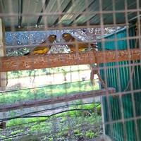 Coppia da riproduzione conuro della Patagonia