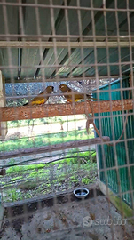 Coppia da riproduzione conuro della Patagonia