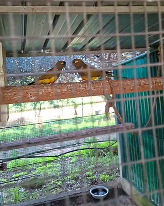 Coppia da riproduzione conuro della Patagonia