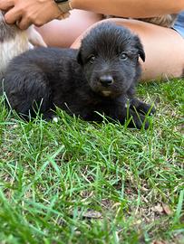 Cane da Pastore della Lessinia