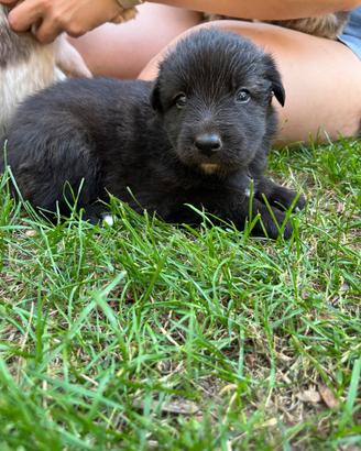 Cane da Pastore della Lessinia