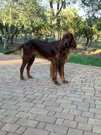 Setter Irlandese maschio disponibile per monta
