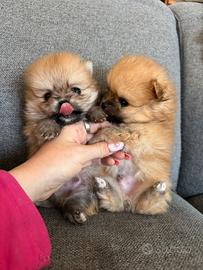 Cuccioli di volpino di Pomerania con pedigree