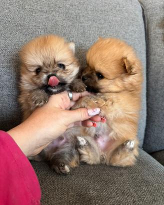 Cuccioli di volpino di Pomerania con pedigree