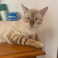 Bengala Snow Lynx per monte