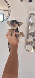 Chihuahua
