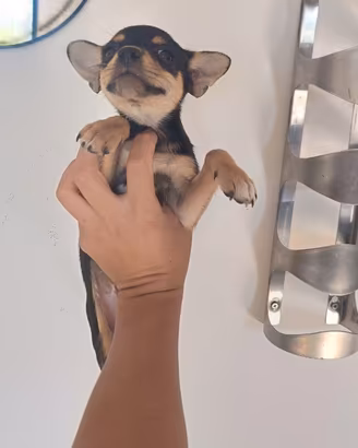 Chihuahua