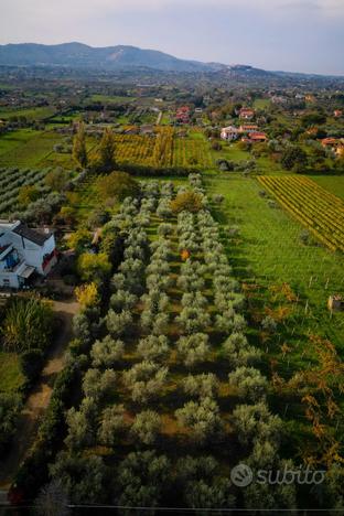 Terreno con ulivi a Zagarolo