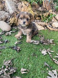 Cuccioli di Yorkshire merle