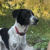 Cane media taglia 2 anni