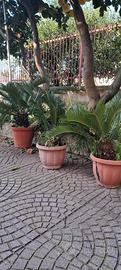Piante Cygas