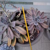 Vasi grigi e piante grasse