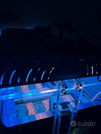Platoniera luce a neon acquario marino