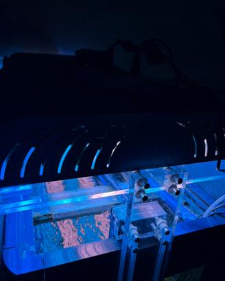 Platoniera luce a neon acquario marino