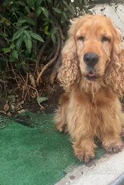 Cocker RE GALO