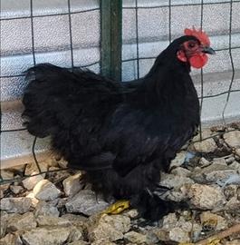 Gallo