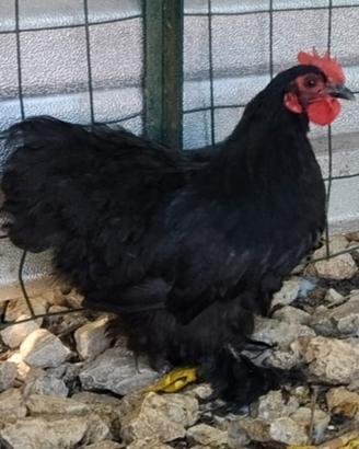 Gallo