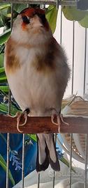 Cardellino scarpato