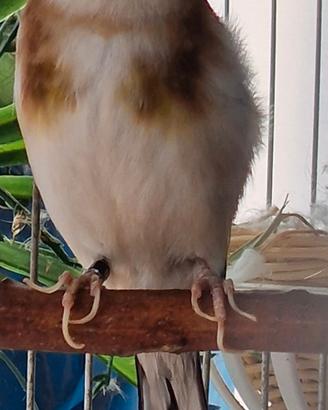 Cardellino scarpato