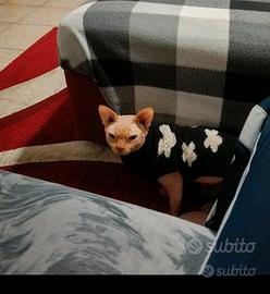 Sphynx 4anni