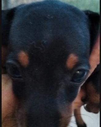 Bassotto Kaninchen maschio nero pedigree ENCI
