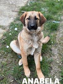 3 stupendi PASTORINI cercanoo famiglie Dolcissimi