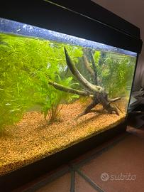 Acquario Aqpet 30 l