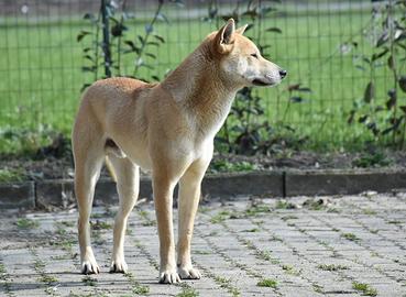 Incrocio Levriero Whippet x Shiba Inu