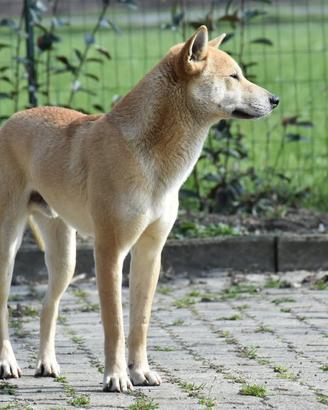 Incrocio Levriero Whippet x Shiba Inu