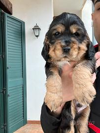 Cocker Spaniel