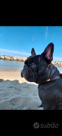 Bulldog francese disponibile per Monta