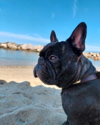 Bulldog francese disponibile per Monta
