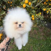 Spitz bi Pomerania tedesco nano,pedigree FCI-ENCI