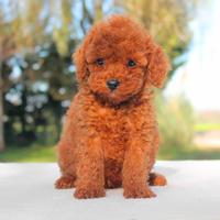 Cucciolo maschio di Barboncino rosso