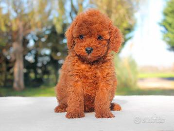 Cucciolo maschio di Barboncino rosso