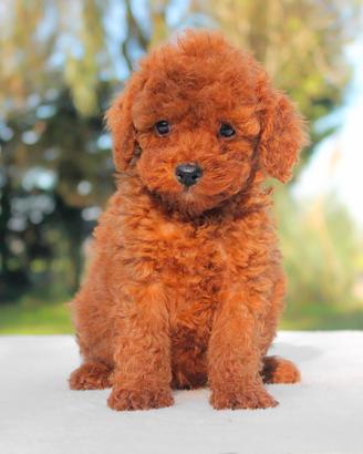 Cucciolo maschio di Barboncino rosso