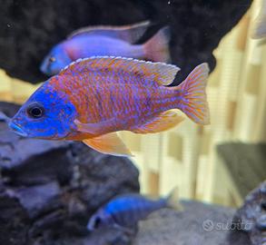 Ciclidi Malawi acquario pesci Africani